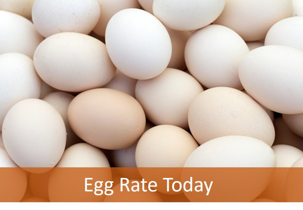 Maharashtra Egg Rate today